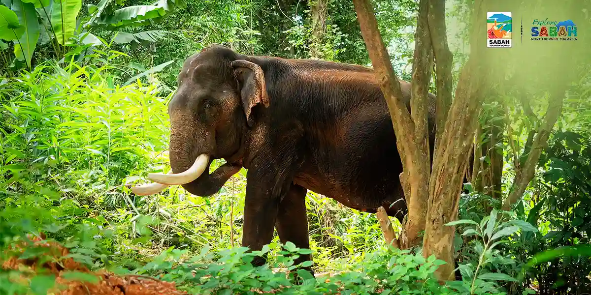 Wildlife & Wonders: Borneo Tour with Singapore Stay